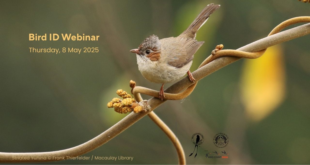 Striated Yuhina perched on a twisted vine, with text announcing a Bird ID Webinar on Thursday, 8 May 2025.