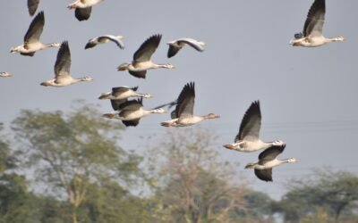 Secrets of unexplored India: Revelations from birdwatching in the northern Deccan