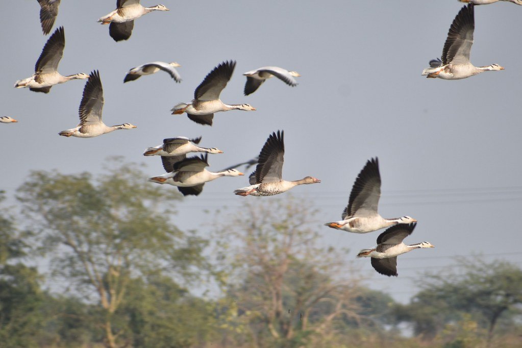 A flock of bar-headed geese flying in formation with a greylag goose in the center, captured in mid-flight against a backdrop of trees and sky.