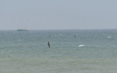 Land-based Seabird Monitoring Protocol