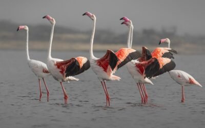 Birder Profile–Rachita Priyadarshini Sahoo