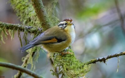 April 2025 eBirders of the Month
