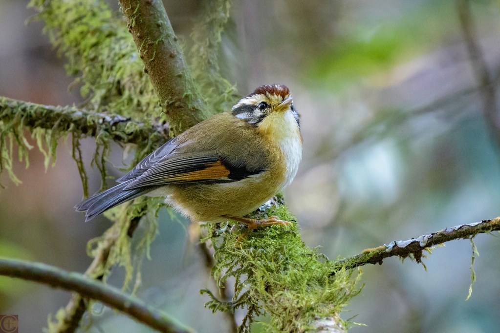Rufous-winged Fulvetta perched on a mossy branch in a forest.