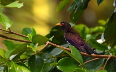 June 2025 eBirding Challenge