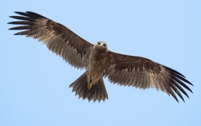 Identifying dark Aquila and Clanga eagles in peninsular India