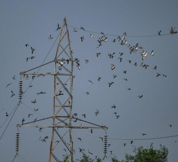 A large flock of migrating Amur Falcons photographed by Abhishek Sharma