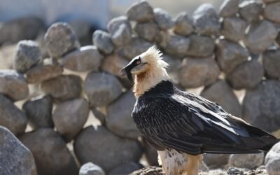 Birder Profile–Abhishek Sharma