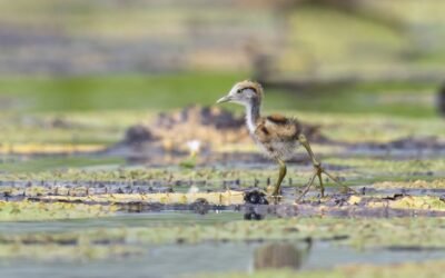 July 2025 eBirding Challenge