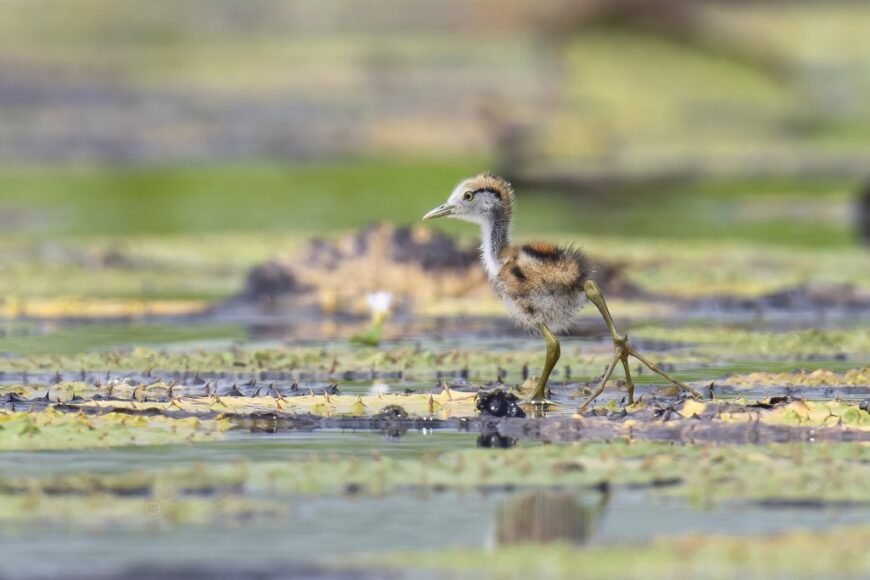 Pheasant-tailed Jacana chick walking on floating vegetation in a wetland.