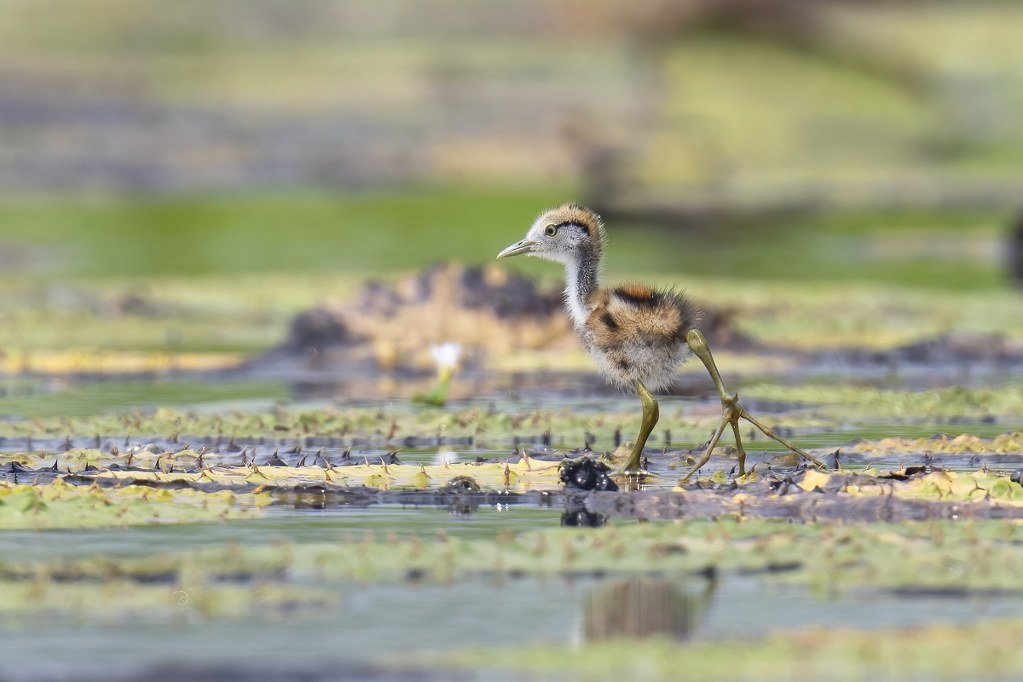 Pheasant-tailed Jacana chick walking on floating vegetation in a wetland.