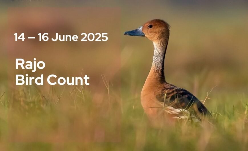 A Fulvous Whistling Duck sits alert in a grassy wetland, with text on the image announcing “Rajo Bird Count, 14–16 June 2025
