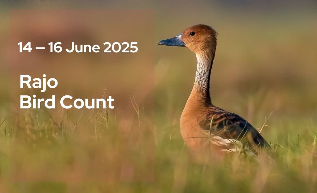 A Fulvous Whistling Duck sits alert in a grassy wetland, with text on the image announcing “Rajo Bird Count, 14–16 June 2025