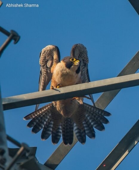 Peregrine Falcon (Shaheen) © Abhishek Sharma/ Macaulay Library