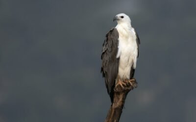 May 2025 eBirders of the Month