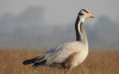 Birder Profile– Parul Parmar