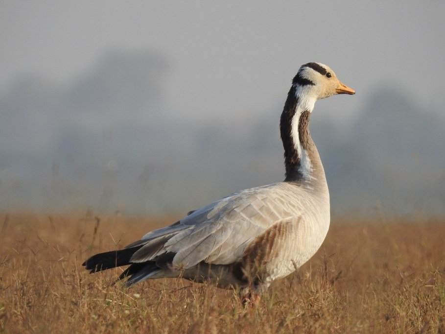 A Bar-headed Goose standing alert in an open grassy field with a hazy background.