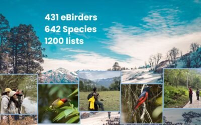 Himalayan Bird Count 2025—Final Results