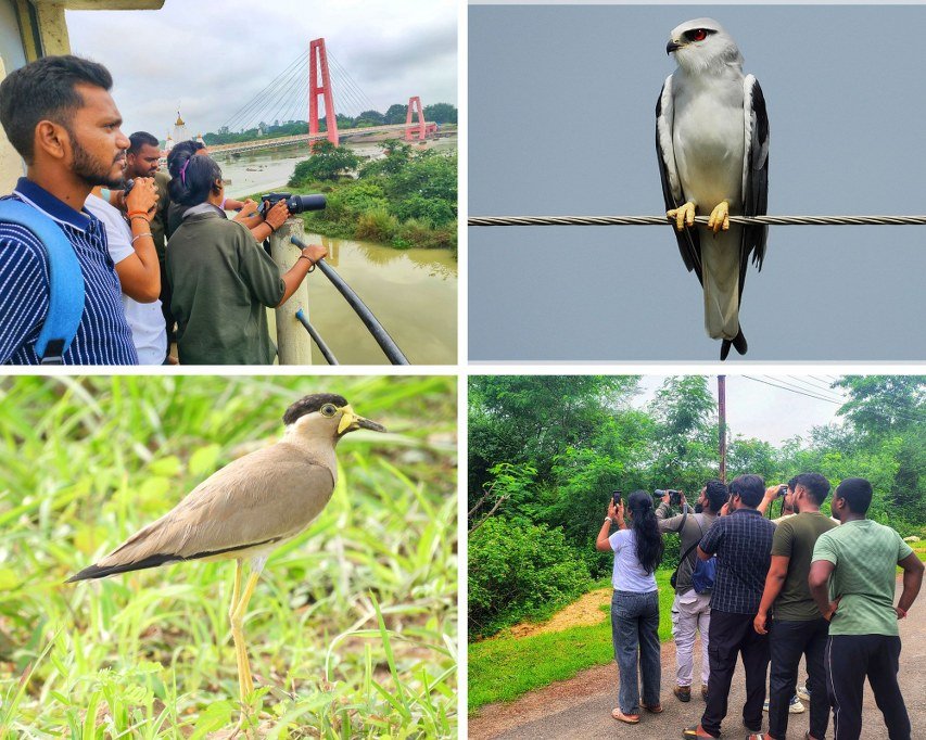 Collage showing birdwatchers observing birds in the field and close-up shots of a Black-winged Kite and Yellow-wattled Lapwing.