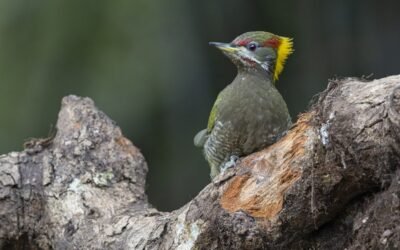 Hareli Bird Count 2025— Preliminary Results