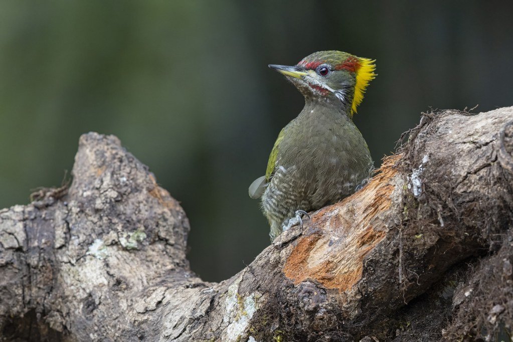 Lesser Yellownape woodpecker perched on a tree trunk.