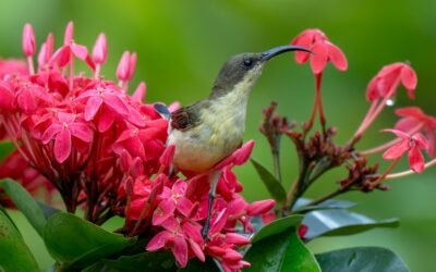Kerala Bird Monitoring Workshop June 2025
