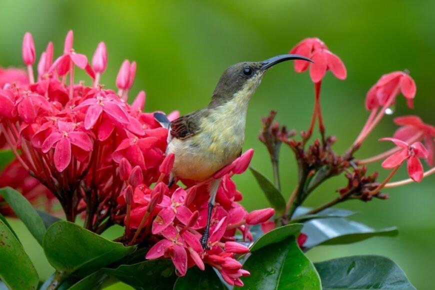 A Loten’s Sunbird perched on a cluster of bright pink flowers, with a blurred green background.