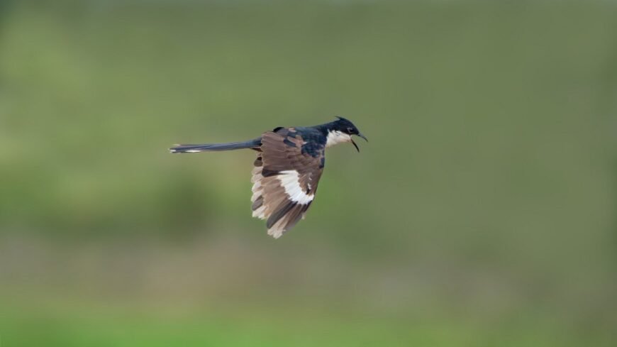 Pied Cuckoo in mid-flight with open beak against a blurred green background.
