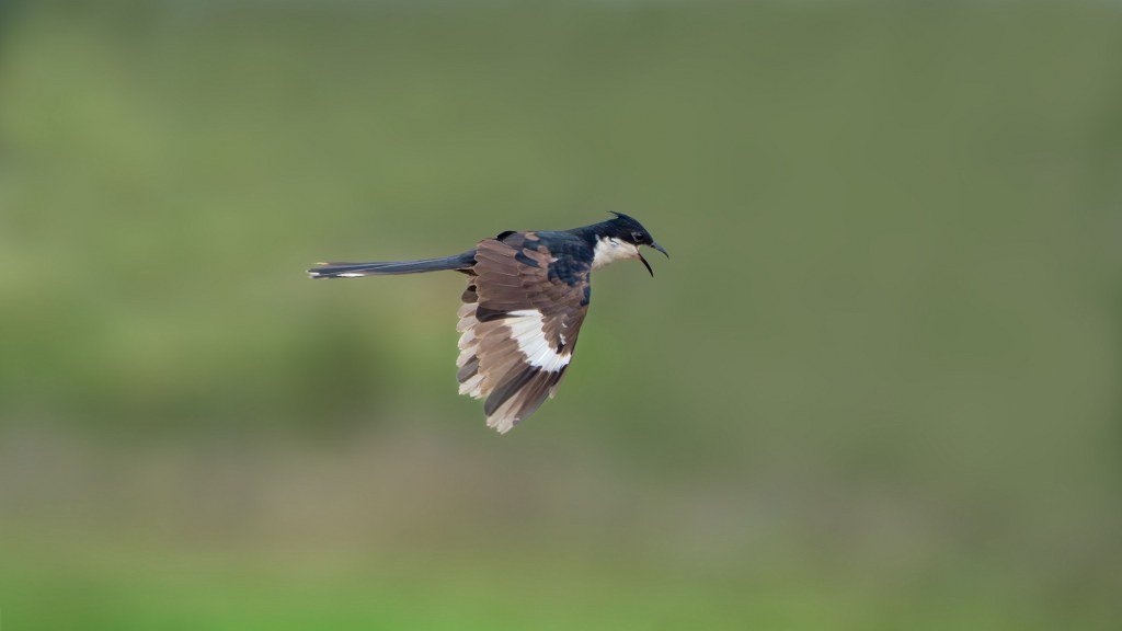 Pied Cuckoo in mid-flight with open beak against a blurred green background.