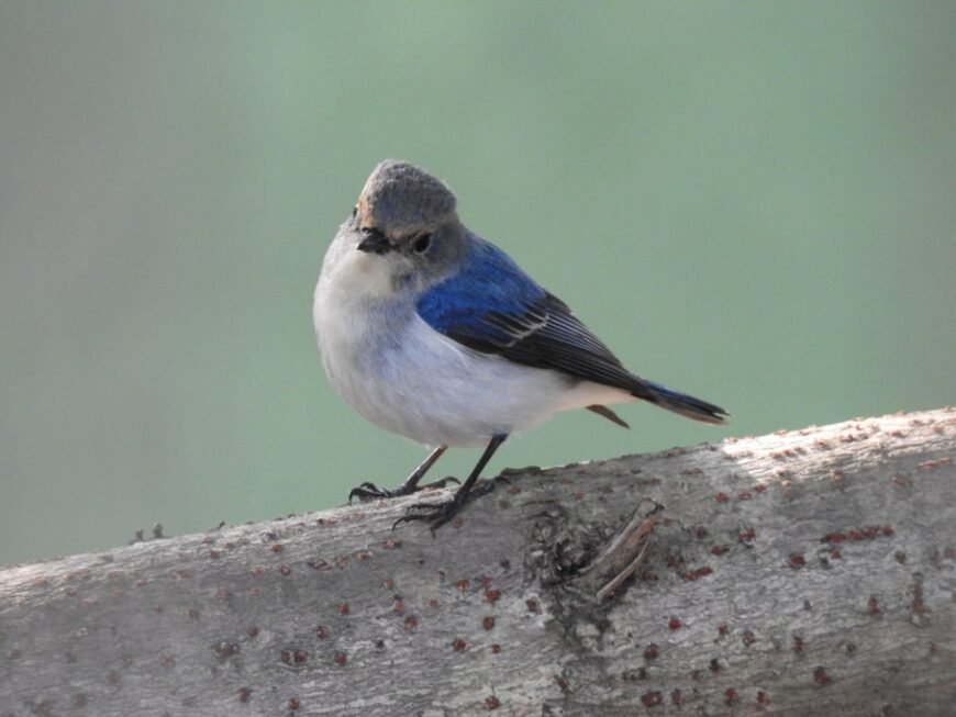 A small blue-and-white bird perched on a tree branch, with a curious tilt of its head.