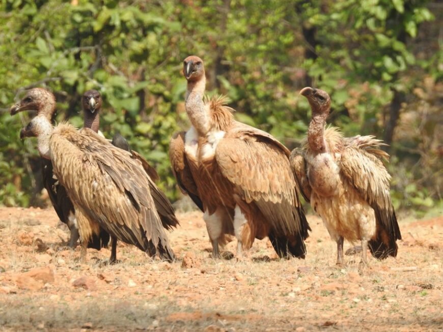 A group of vultures with brown and cream plumage standing on dry, rocky ground with a green forest background.